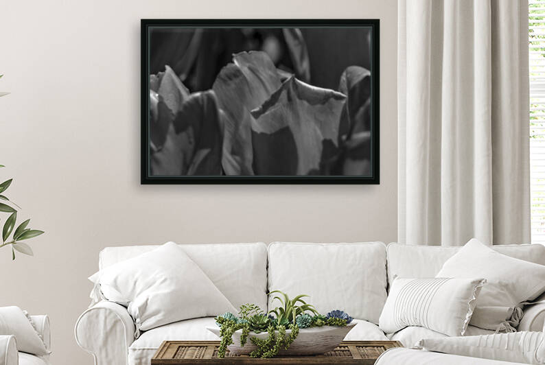 BW Extreme Closeup Tulips of the Netherlands  21 in the Art in Flowers Special Collection of William Robert Stanek for the Dutch Tulip Mania Series by 360 Studios