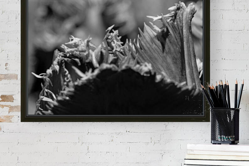 BW Extreme Closeup Tulips of the Netherlands  20 in the Art in Flowers Special Collection of William Robert Stanek for the Dutch Tulip Mania Series by 360 Studios