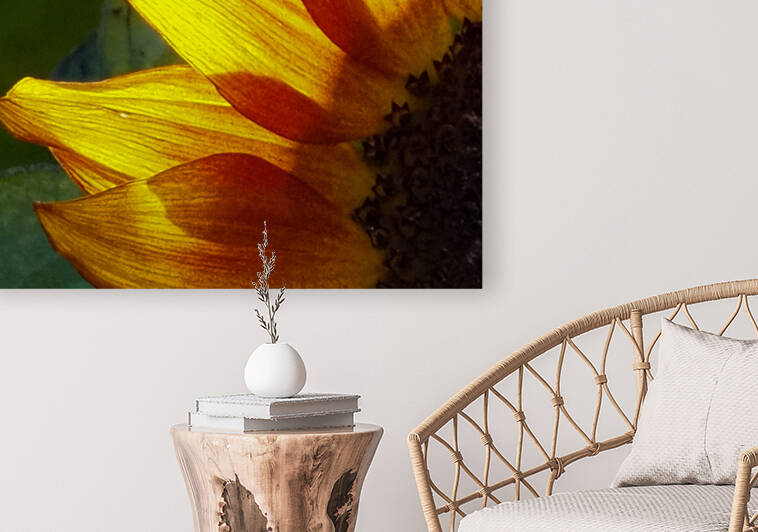 Petal Glow by Lisa Drew