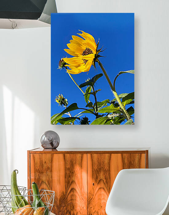 sunny skies above by Lisa Drew