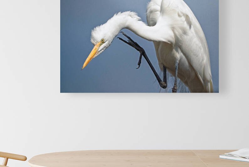 Great Egret Scratching an Itch by Bill Swartwout Photography