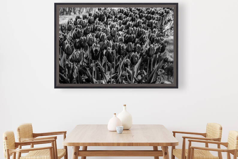 BW Spring Tulips from Keukenhof in the Netherlands Long Exposure 7 of 23 by 360 Studios