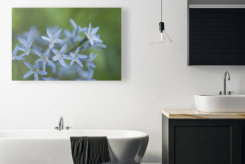 Threadleaf Bluestar Cluster Flower by Iris H Richardson