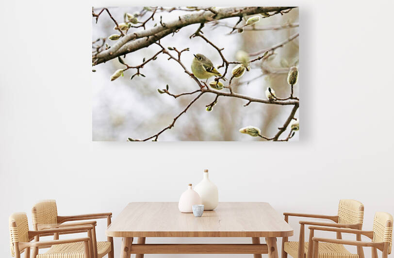 Kinglet And Magnolia by Deb Oppermann