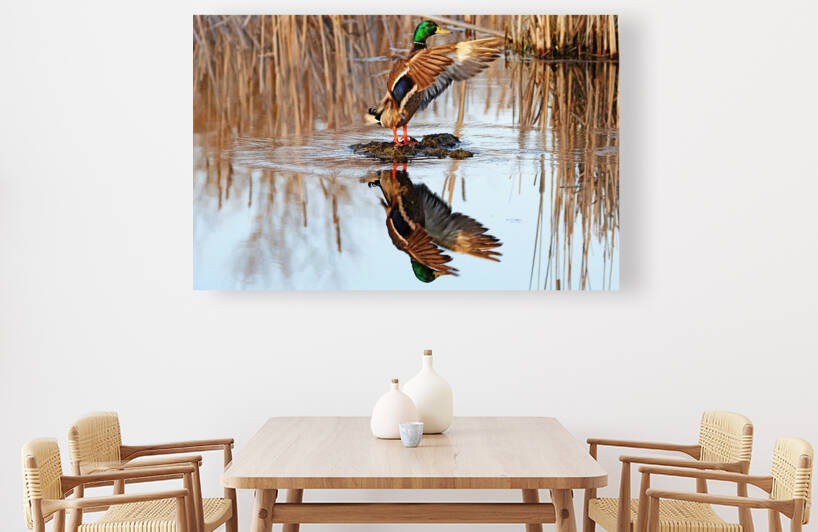 Drake Mallard Showing Off by Deb Oppermann