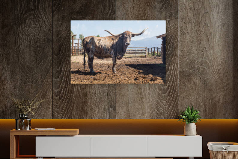 Old Longhorn bull in paddock by Steve Heap