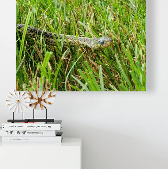 Snake Life by The NC Geek