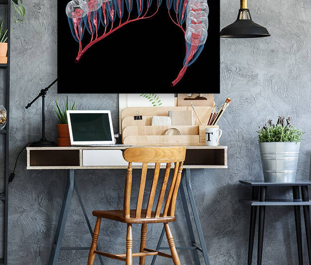 Dental root anatomy Xray view by Alex Mit