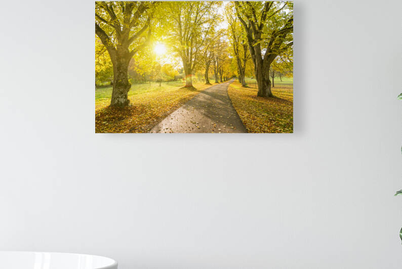 Autumn Road by caladoart