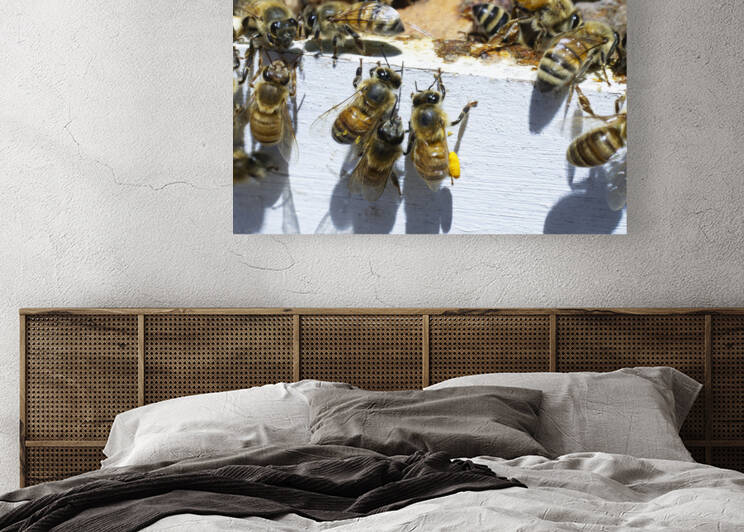 Honeybee Worker on White Hivebox by Iris H Richardson