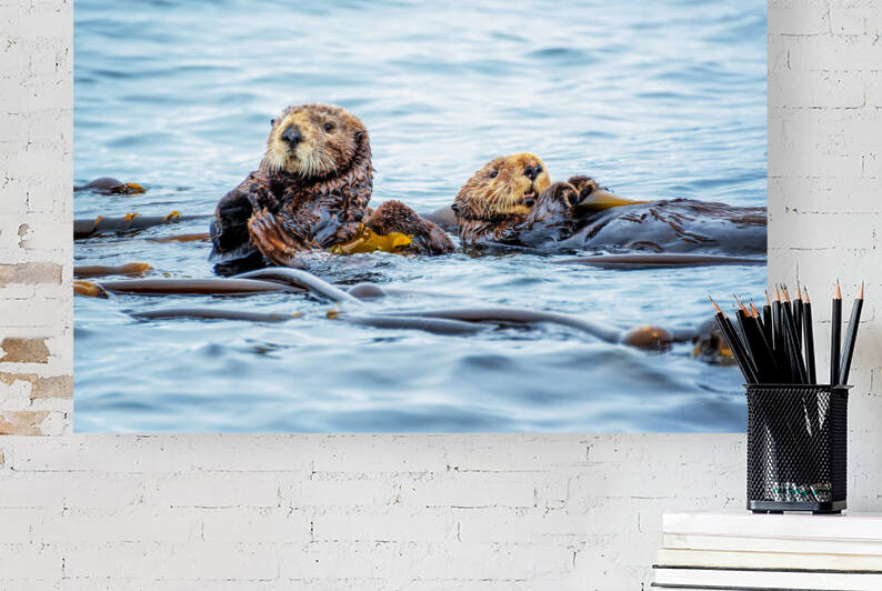 Sea otters by DELPHIMAGES