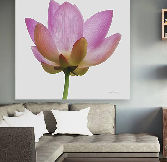 Fleur de lotus  |  Lotus Flower by Louise Tanguay