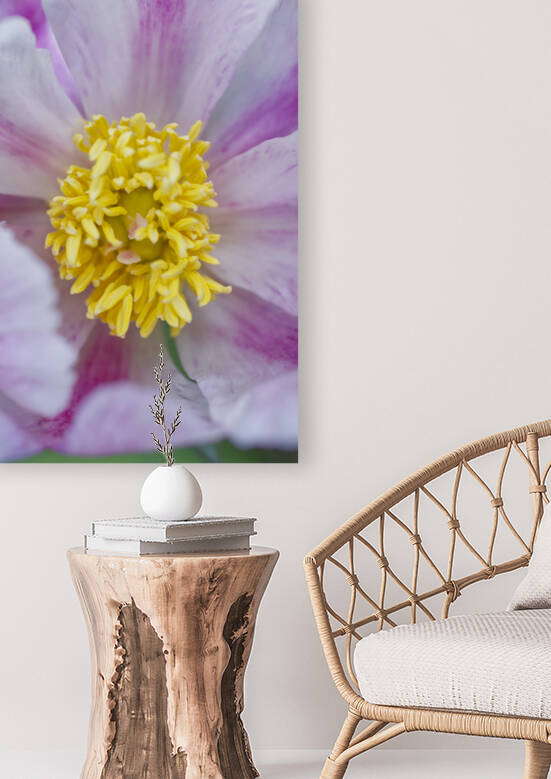 Pink Pionies  by Iris H Richardson