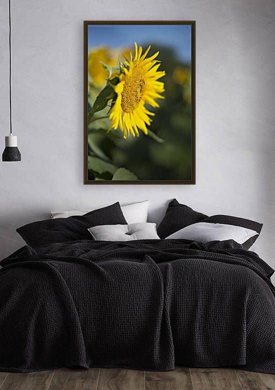 Sunflower by Tania Priscilla Shute