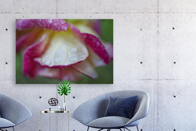 Pink and Yellow Rose In The Rain by Iris H Richardson