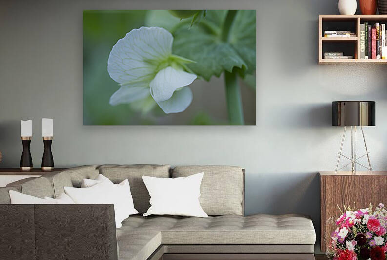 Single White Sweet Pea Flower Macro 2 by Iris H Richardson