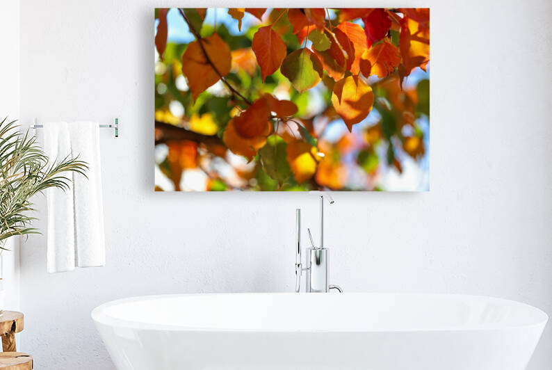 Adelaide Autumn Leaves by MrSmithPhotography