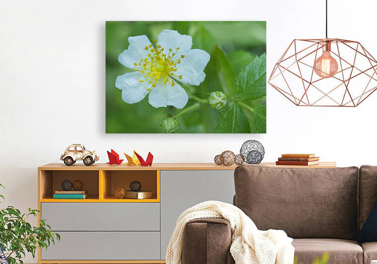 White Wild Rose with Buds on Green by Iris H Richardson