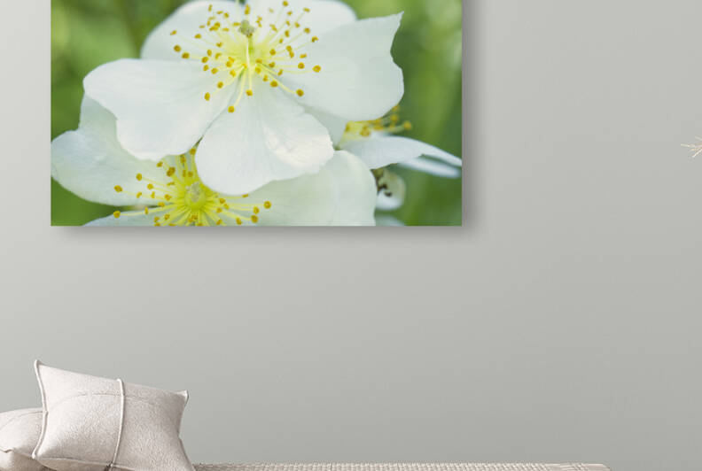 White Blackberry Flower Cluster on Light Green Macro by Iris H Richardson