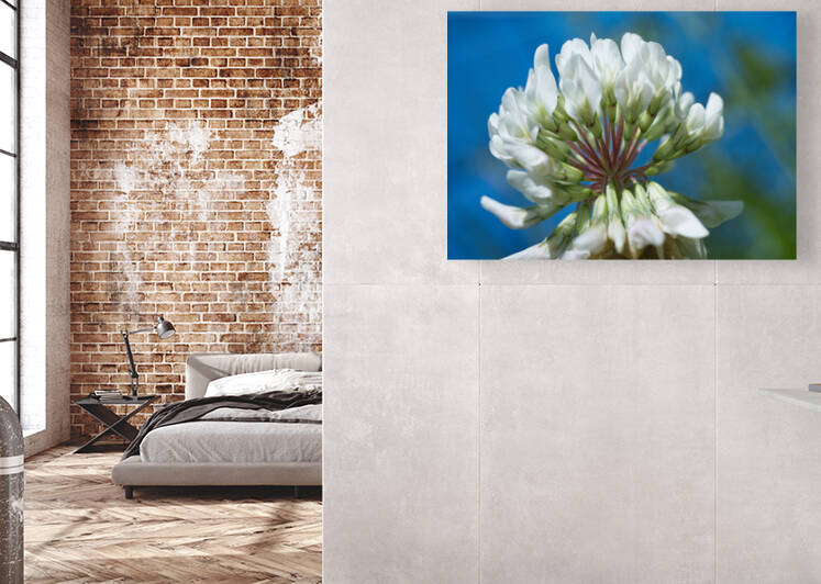 WhiteCloverFlowerwBlueSky IrisRichardson by Iris H Richardson