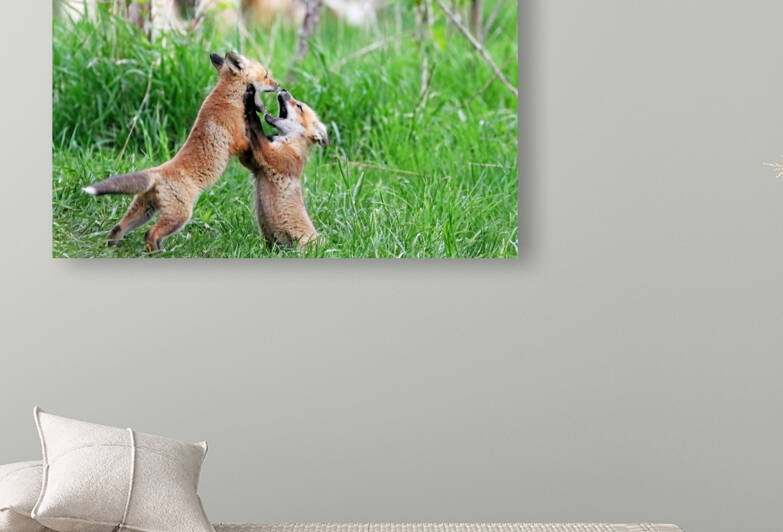Playful Fox Kits by Deb Oppermann