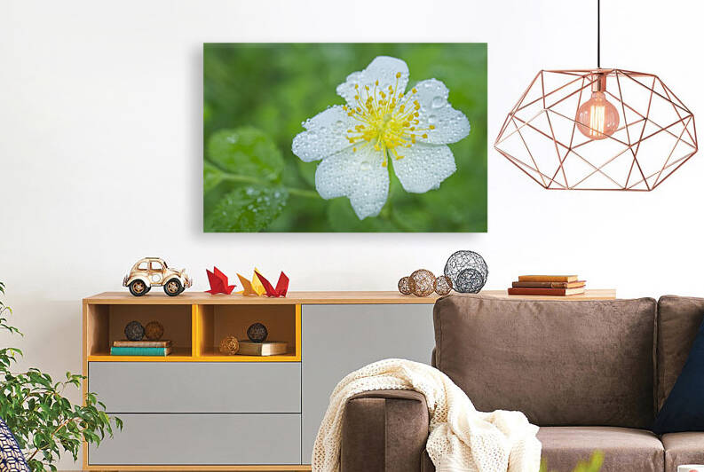 White Wild Rose with Dew  by Iris H Richardson