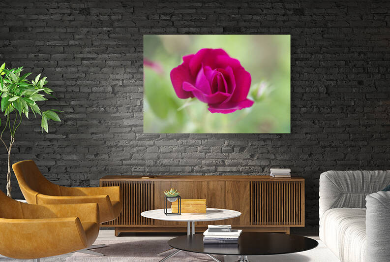 Single Red Rose Romance by Iris H Richardson