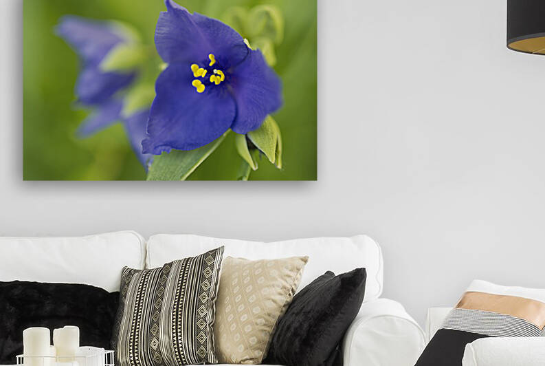 Purple Spiderwort Cluster by Iris H Richardson