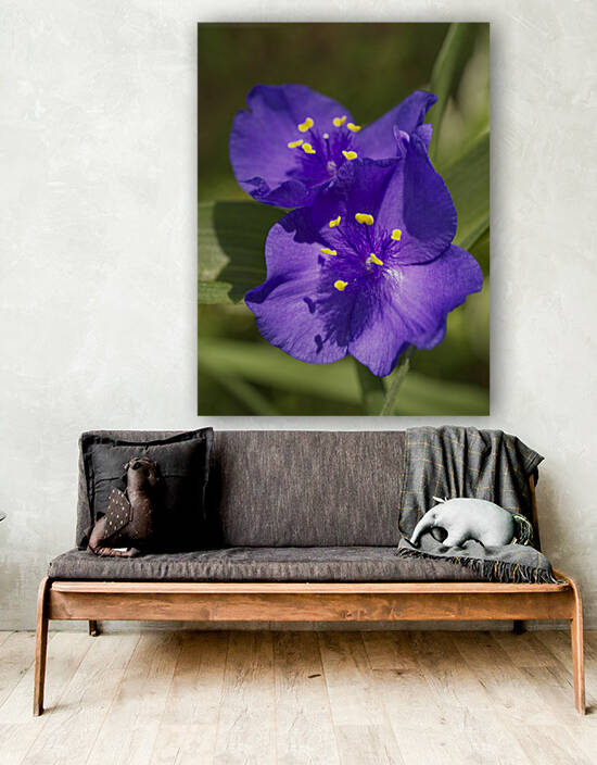 Sun-kissed Spiderwort Flowers by Iris H Richardson