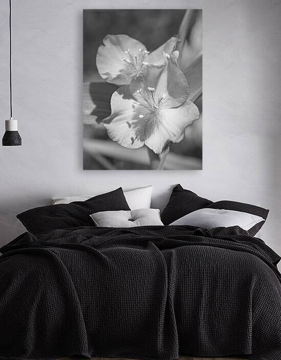 Spiderwort Duo Black and White by Iris H Richardson