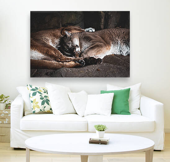 Sleeping Mountain Lions by J Gilbert Photography