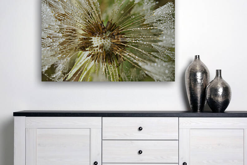 Dandelion After A Soft Rain by Iris H Richardson