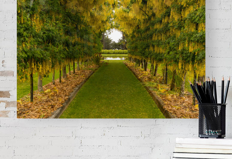 Laburnum Arch in full bloom over grass path by Steve Heap