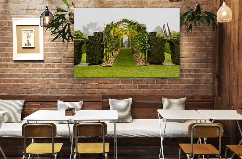 Laburnum Arch in full bloom over grass path by Steve Heap