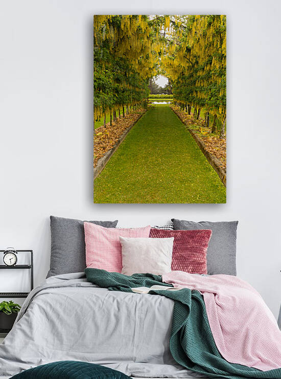 Laburnum Arch in full bloom over grass path by Steve Heap
