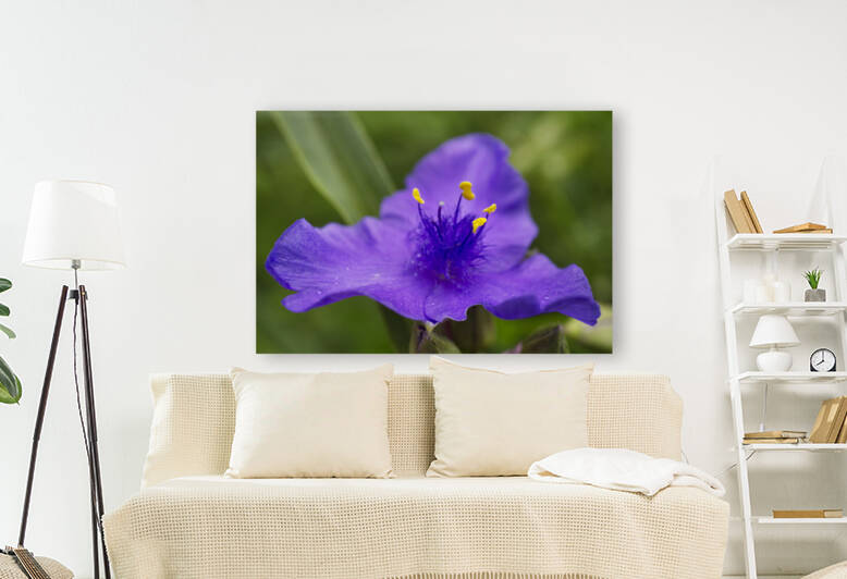 purplespiderwortlowangle irisrichardson by Iris H Richardson