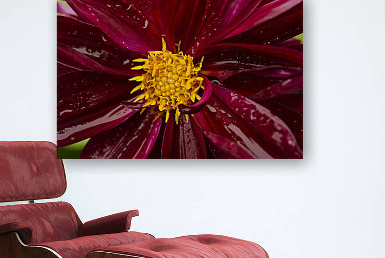 Deep Red Dahlia with Water Droplets by Iris H Richardson