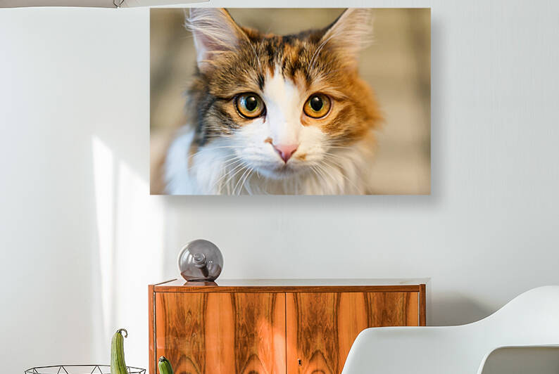 cat small kitten by New Day 559