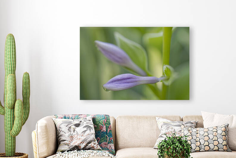 Purple Hosta Flower With Morning Dew by Iris H Richardson