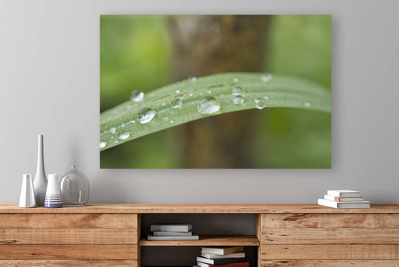 Grass Leaf with Morning Dew by Iris H Richardson