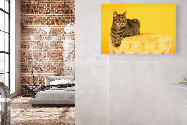 Tabby cat in a yellow studio setting with yellow puf by Leoniek Van Der Vliet