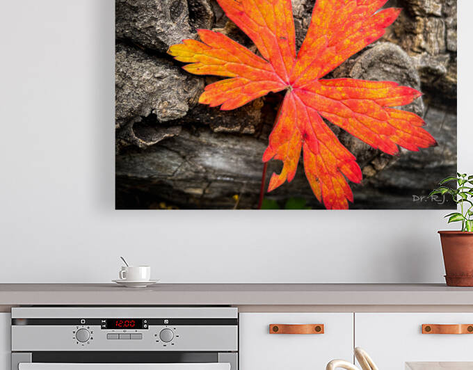 A468AFF5 0E35 4D8C 8A2E BB3168E7E78D by RJohnson