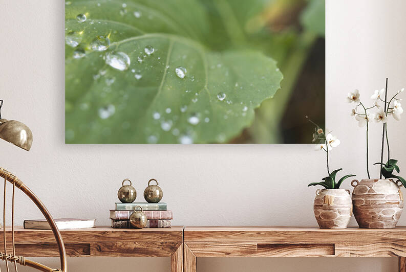 Young Green Kale Leaf with Raindrops by Iris H Richardson