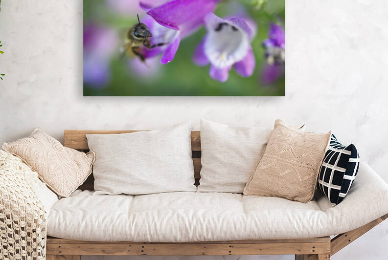 Honeybee on Pinto Beardtongue by Iris H Richardson