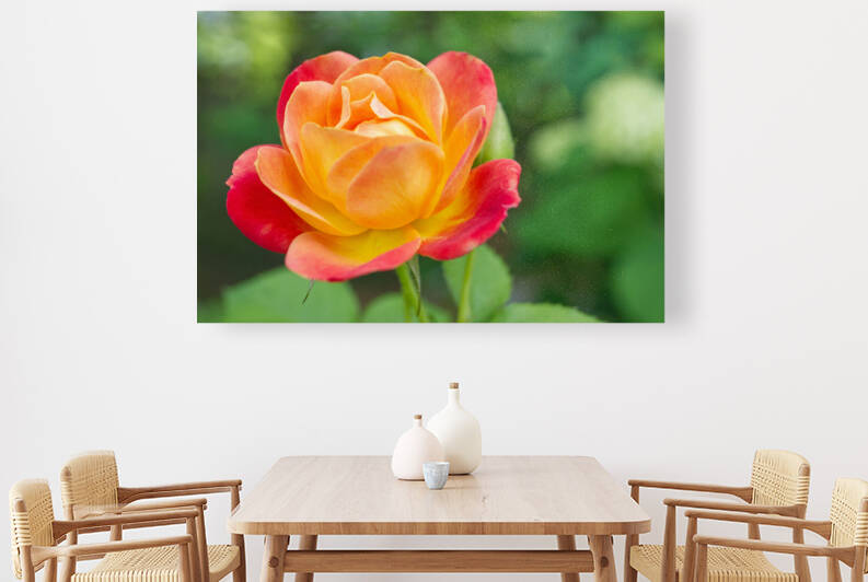 Orange Rose Macro 0607 by Iris H Richardson