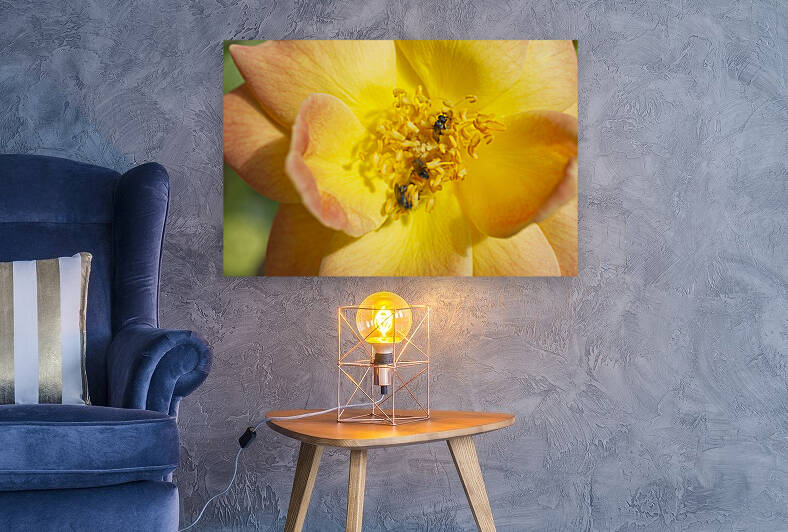 yellowrosewithpollinators IrisRichardson by Iris H Richardson