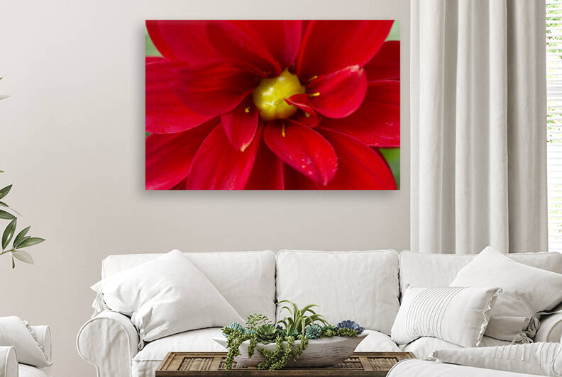 Red Dahlia with Green Core by Iris H Richardson
