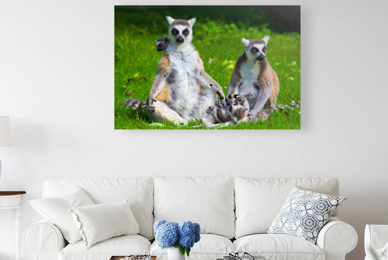 Lemur Catta Family by Socratubik