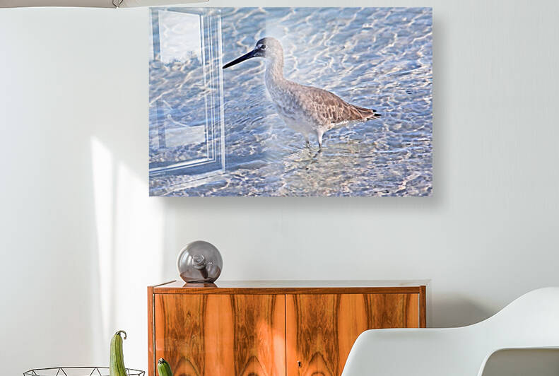 Wading Willet by HH Photography of Florida