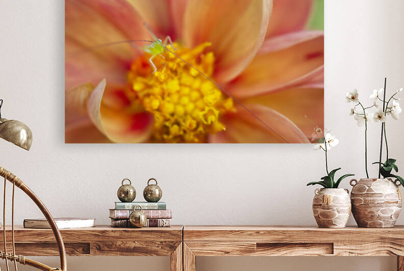 Dahlia with Green Plant Bug by Iris H Richardson